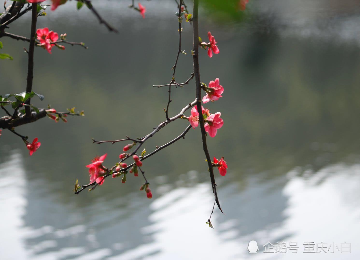 水中倒影木棉花 相映成趣似姊妹是什么生肖，构建解答解释落实_ve56.45.80