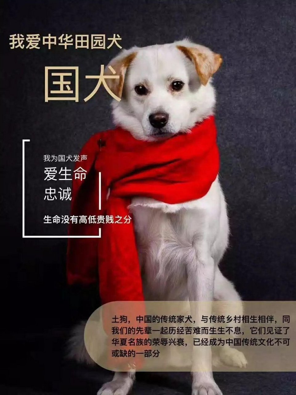 找犬守家国的生肖打一正确肖