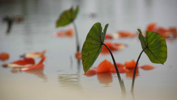 风雨雷霆相伴来，一阵更比一阵强，水中倒影木棉花，相映成趣似姊妹。打一精准生肖动物