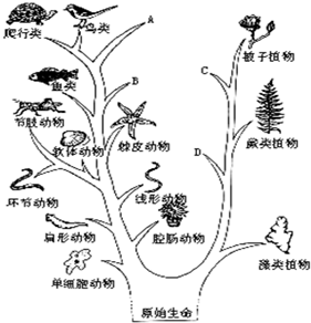 两树四枝八环绕 三五来码引六合 打一生肖，精准解答解释落实_s282.13.66