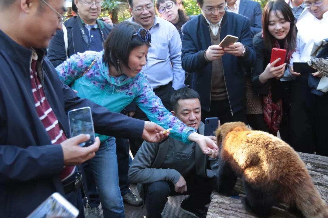 众朋一聚人数多欢言笑语各有说猜一动物，深度解答解释落实_2c034.17.86