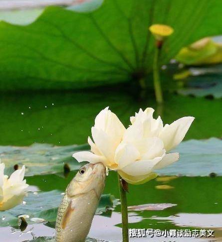 如魚飲水，冷暖自知，靜待時機翻連漪 是什么生肖，实证解答解释落实_k207.78.38