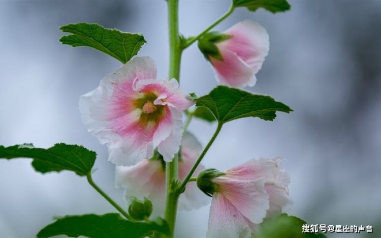 山清水秀有二二花红果香十有期是什么生肖，实证解答解释落实_h290.54.40